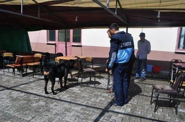 Kuduz Köpek Şüphesi Tüm Birimleri Seferber Etti