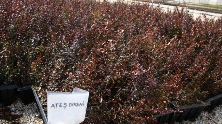 Eskişehir&rsquo;de &Uuml;retilen Fidanlar Karayollarını S&uuml;sl&uuml;yor