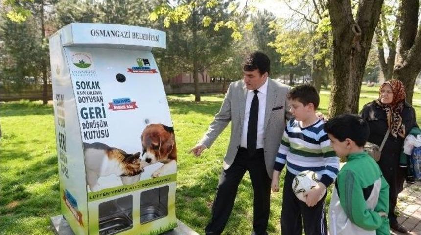 Pet Şişeyi Kutuya Koyanın Kedisine Mama Bedava&hellip;