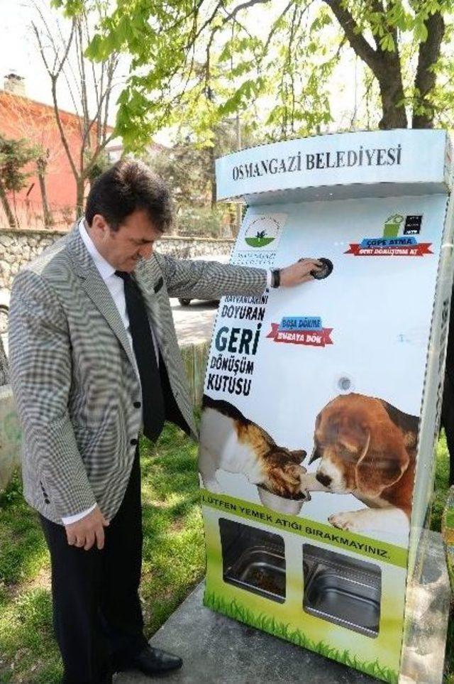 Pet Şişeyi Kutuya Koyanın Kedisine Mama Bedava&hellip; 1