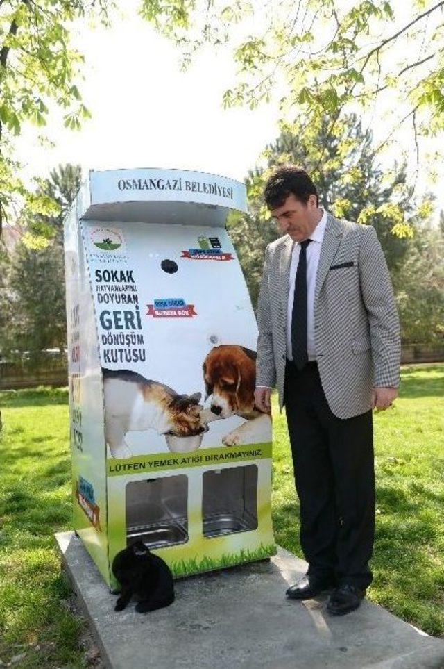 Pet Şişeyi Kutuya Koyanın Kedisine Mama Bedava&hellip; 2