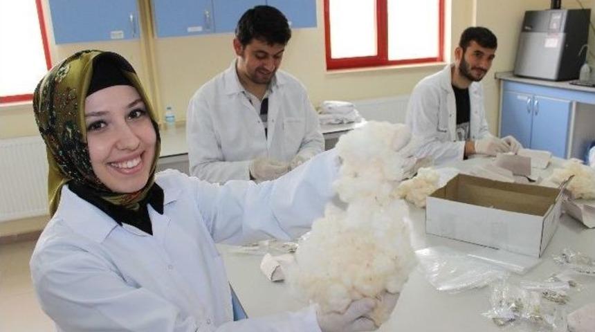 8 Yeni Pamuk &Ccedil;eşidi Geliştirildi