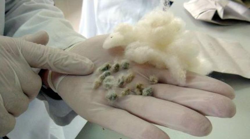 T&uuml;rkiye'de Kaliteli 8 Pamuk &Ccedil;eşidi Geliştirildi