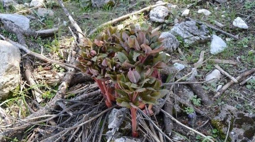 Doeke Faber, Şakayık Alanını İnceledi