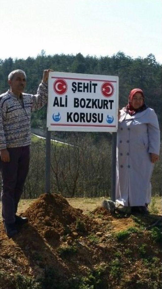 Yenice’de Şehit Ali Bozkurt Korusunun Tabelası Dikildi