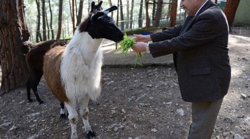 Hayvanat Bah&ccedil;esinin Yeni Maskotları