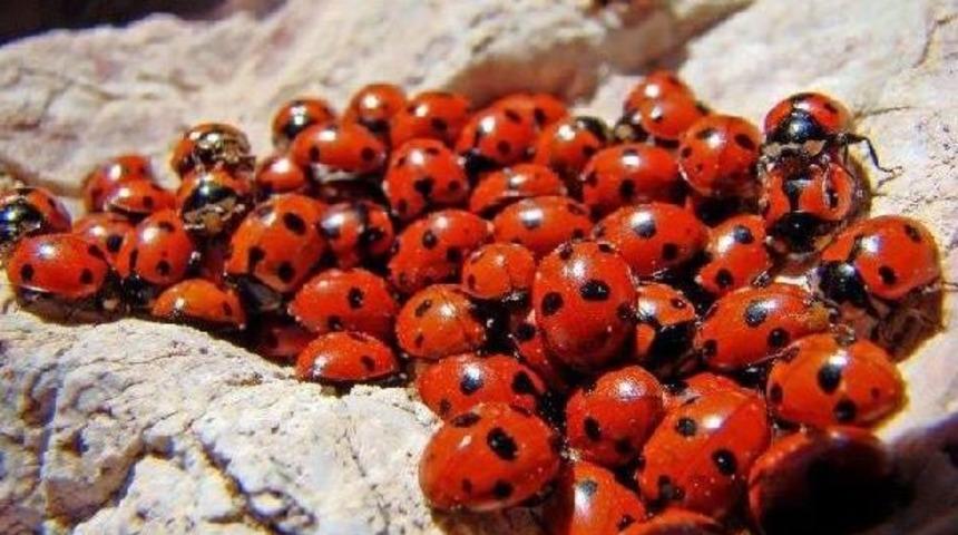 Uğurb&ouml;cekleri U&ccedil;acakları G&uuml;n&uuml; Bekliyor