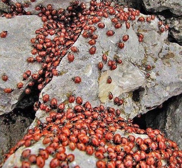 Uğurböcekleri Uçacakları Günü Bekliyor