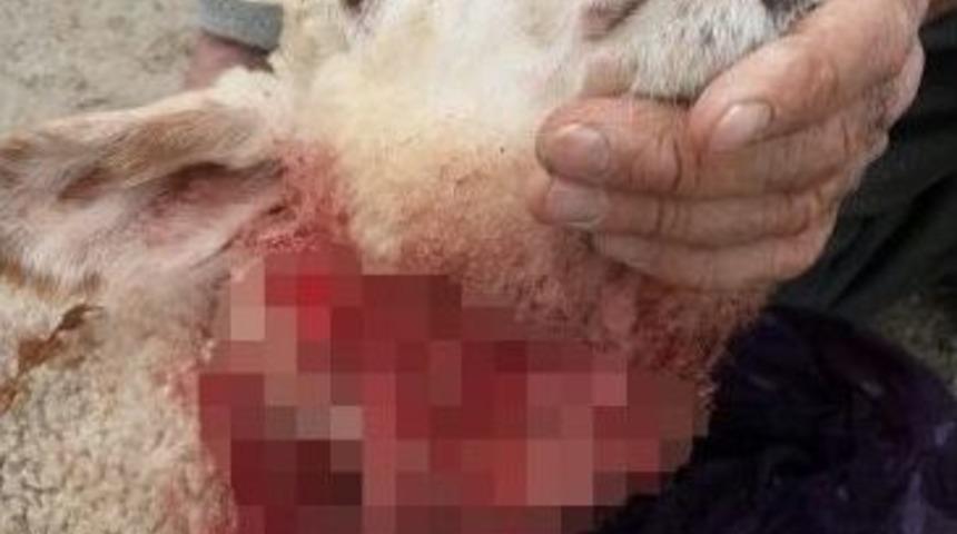 K&uuml;tahya&rsquo;da 2 Koyun Telef Oldu