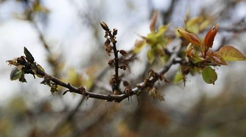 Kayısıyı Dondan Sonra D&uuml;ş&uuml;k Rekolte Tehlikesi Bekliyor