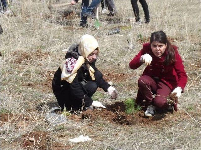 Bayburt &Uuml;niversitesi &Ouml;ğrencileri Bayburt &Ccedil;evresini Ağa&ccedil;landırıyor 1