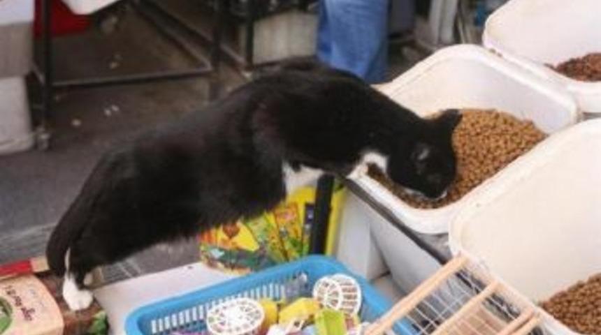 "all Cats Caught" Turkish Official Reassures Public Over Election Day Blackouts