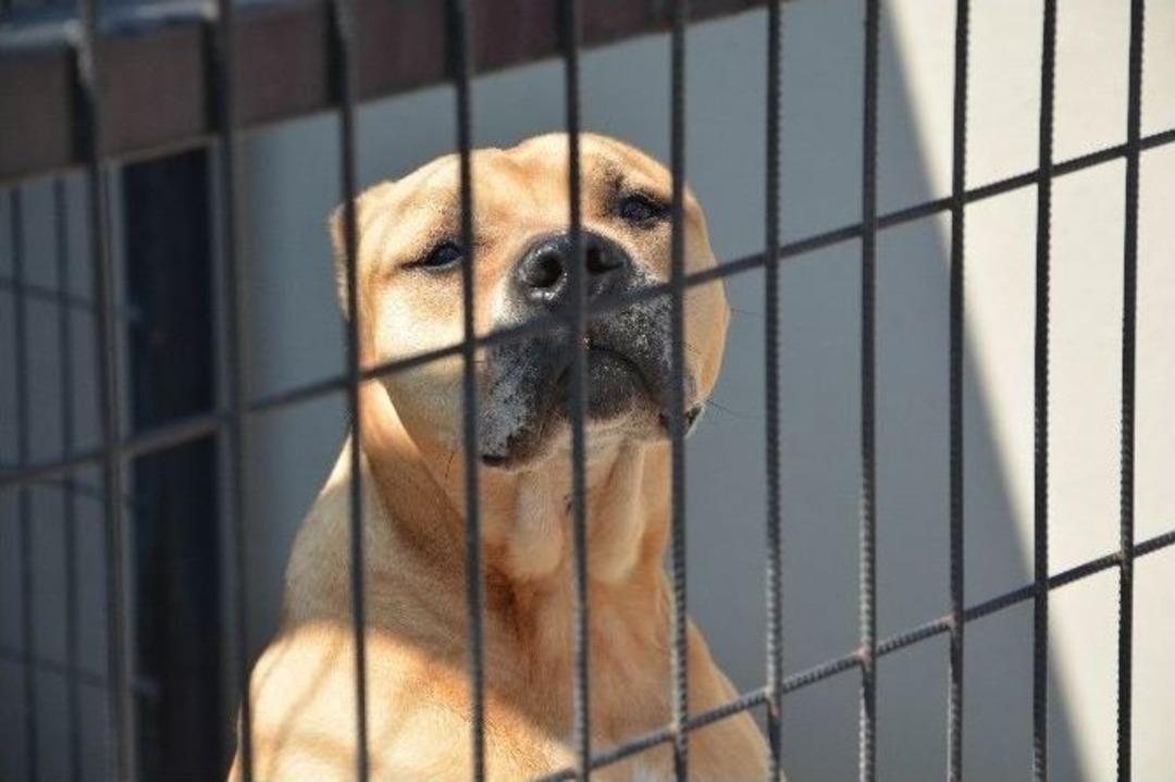 (&ouml;zel Haber) Hırsızların G&ouml;z&uuml; Bu Barınakta