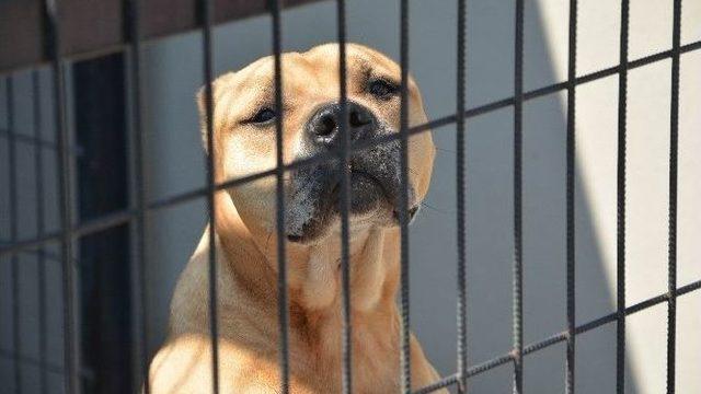 (özel Haber) Hırsızların Gözü Bu Barınakta