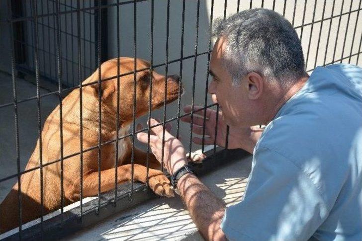 (özel Haber) Hırsızların Gözü Bu Barınakta G1