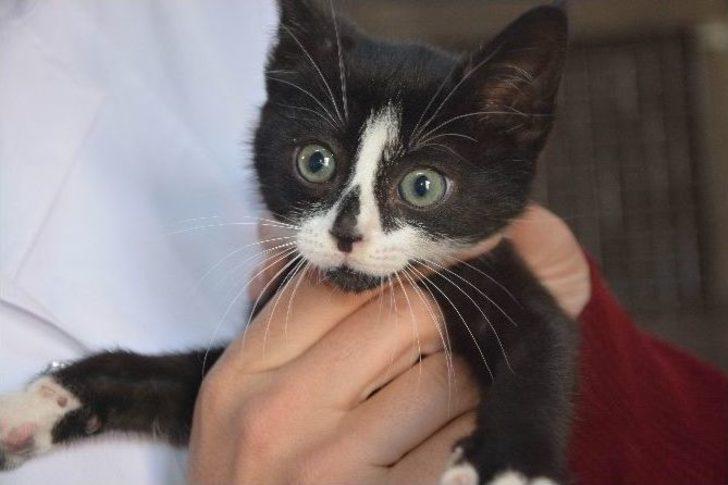 (özel Haber) Hırsızların Gözü Bu Barınakta G2