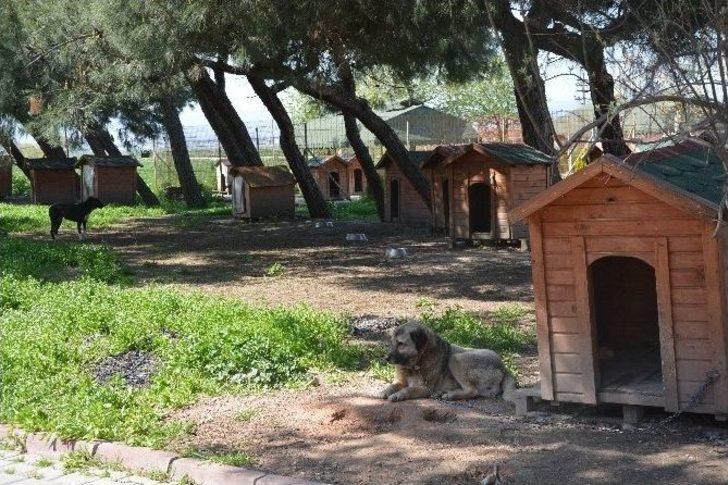 (özel Haber) Hırsızların Gözü Bu Barınakta G3