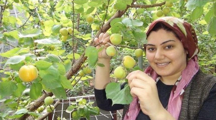 Silifke&rsquo;de Yılın İlk Kayısı Hasadı Yapıldı