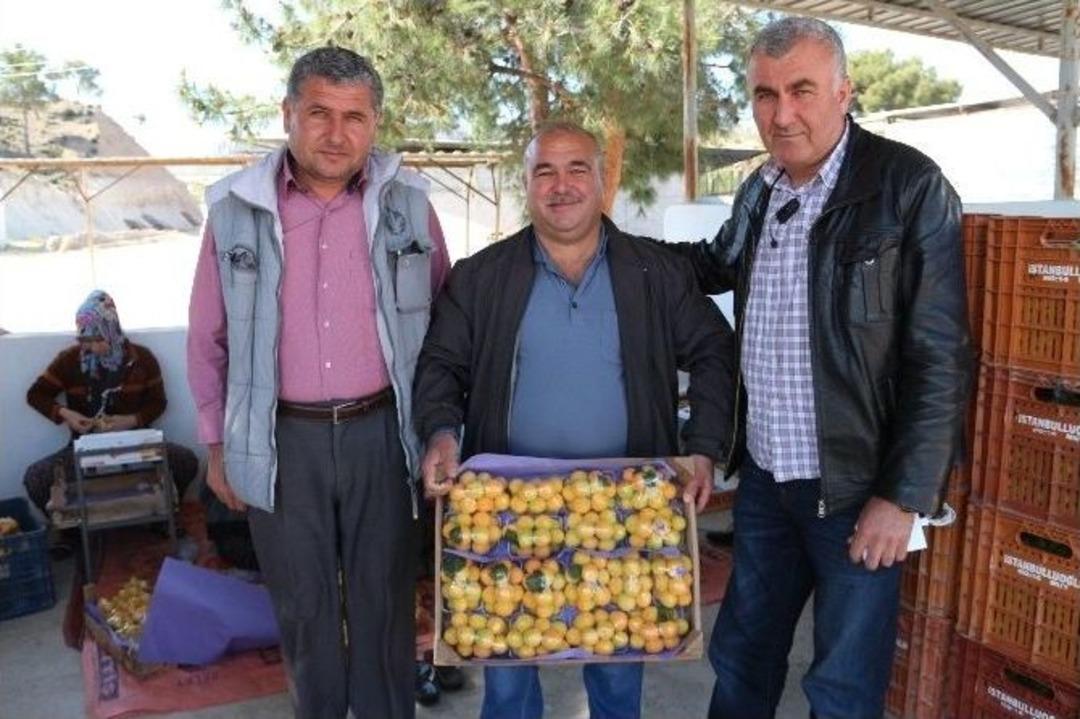 (&ouml;zel Haber) Mut&rsquo;ta Erkenci Kayısı Hasadı Başladı