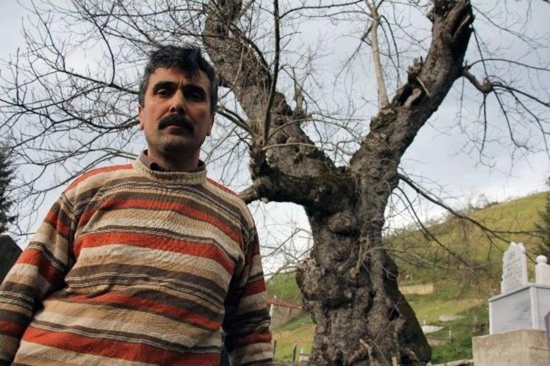 Giresun&rsquo;da Asırlık Ceviz Ağacı Zamana Meydan Okuyor