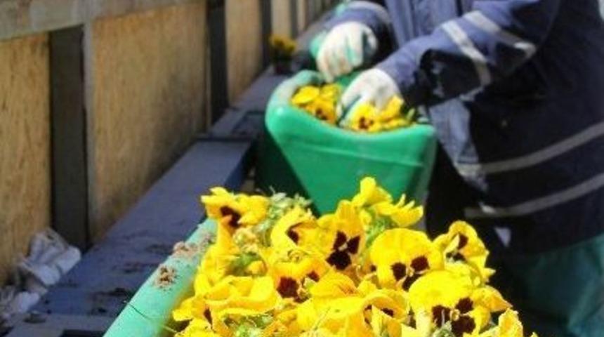 Erzurum &Ccedil;i&ccedil;ekleniyor