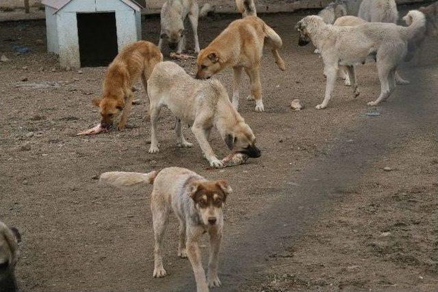 Yasak Dönemde Balık Avlayan Şahıslar Yakalandı