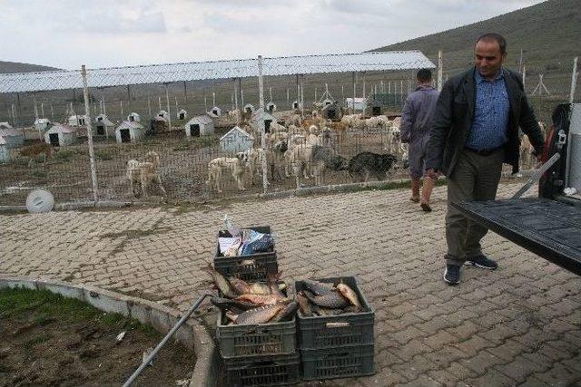 Yasak Dönemde Balık Avlayan Şahıslar Yakalandı