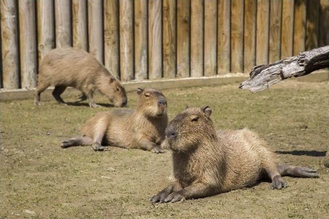 Bursa Hayvanat Bah&ccedil;esi&rsquo;nin Afrikalı &Uuml;yeleri