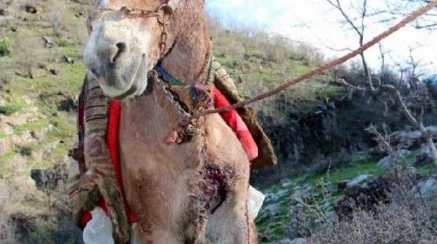 Chp'li Onur Ile Haytap &Uuml;yeleri, Vurulan Katırlar I&ccedil;in Şırnak'ta (2)