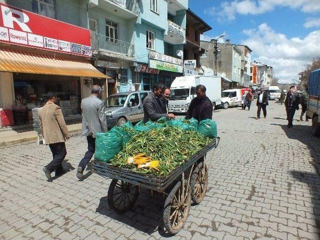 Gulik Otu Geçim Kaynağı Oldu 1