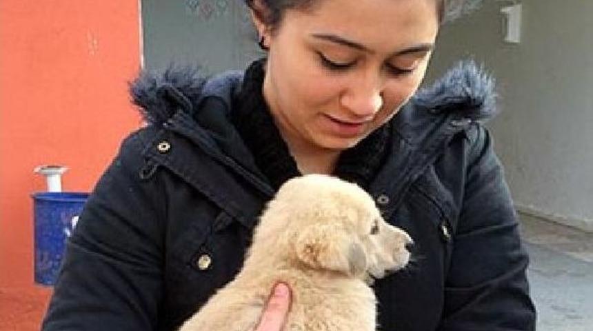 Barınma Evindeki 66 K&ouml;peği Sahiplendiler