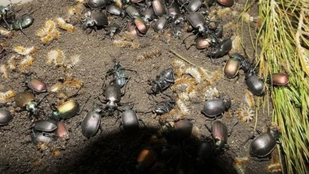 Terminat&ouml;r B&ouml;cekler Ormanları Koruyacak