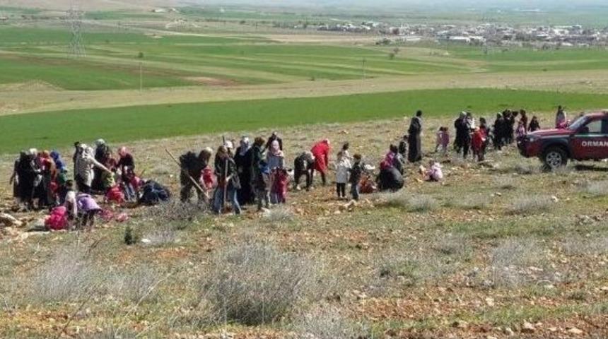 Anaokulu &Ouml;ğrencileri Fidan Dikti