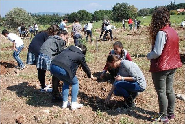 Didim’de 400 Çam Fidanı Toprakla Buluştu