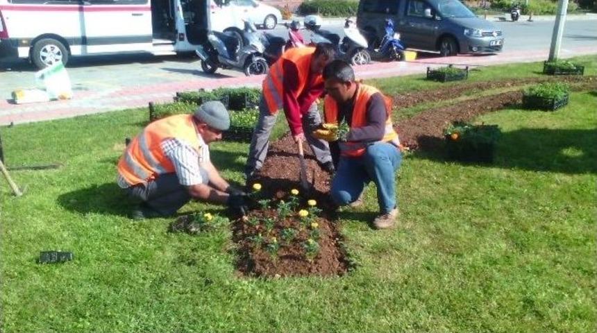 Alanya Belediyesi Mevsimlik &Ccedil;i&ccedil;ek Dikimine Başladı