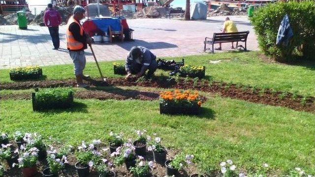 Alanya Belediyesi Mevsimlik Çiçek Dikimine Başladı