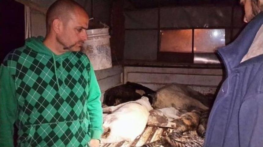 Urla&rsquo;da Yine Kedi Ve K&ouml;pek Katliamı