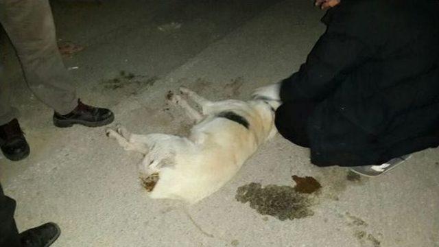 Urla’da Yine Kedi Ve Köpek Katliamı