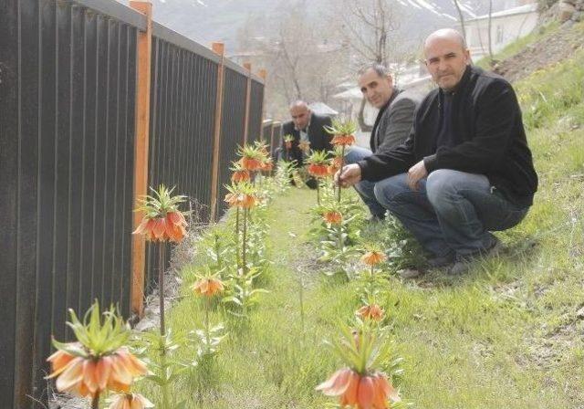 (&ouml;zel Haber) Ters Lale Tehlike Altında 1