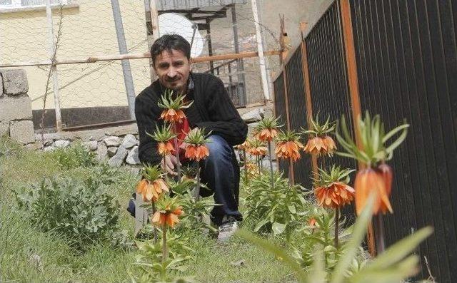 (&ouml;zel Haber) Ters Lale Tehlike Altında 2