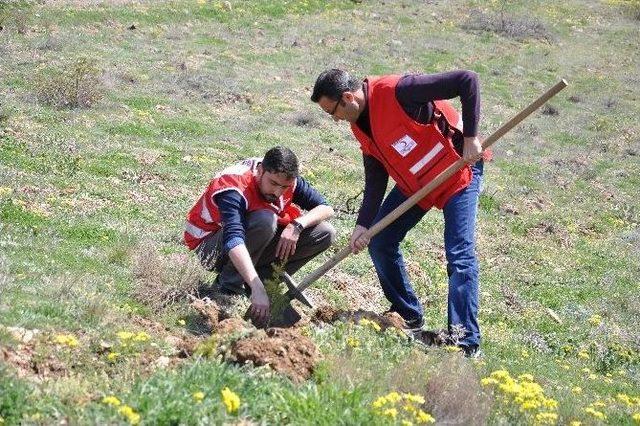 Kutlu Doğum Haftası Nedeniyle Murat Çakır Hatıra Ormanı’na Fidan Dikildi