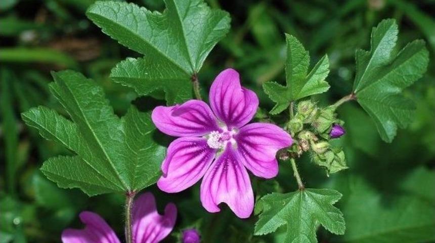 Sigaraya Karşı &ldquo;ebeg&uuml;meci&rdquo; Form&uuml;l&uuml;