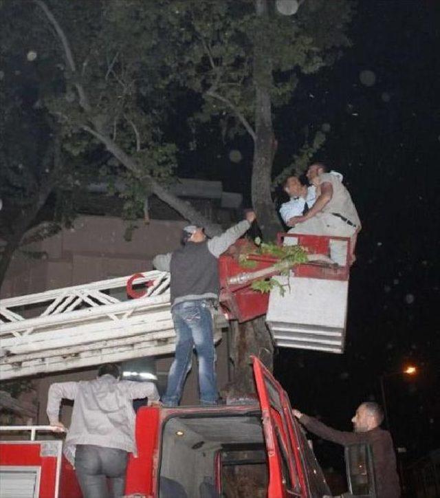 Ekmek Zammını Protesto Için Çıktığı Ağaçtan Düşerek Yaralandı