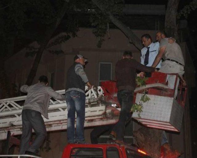 Ekmek Zammını Protesto Için Çıktığı Ağaçtan Düşerek Yaralandı