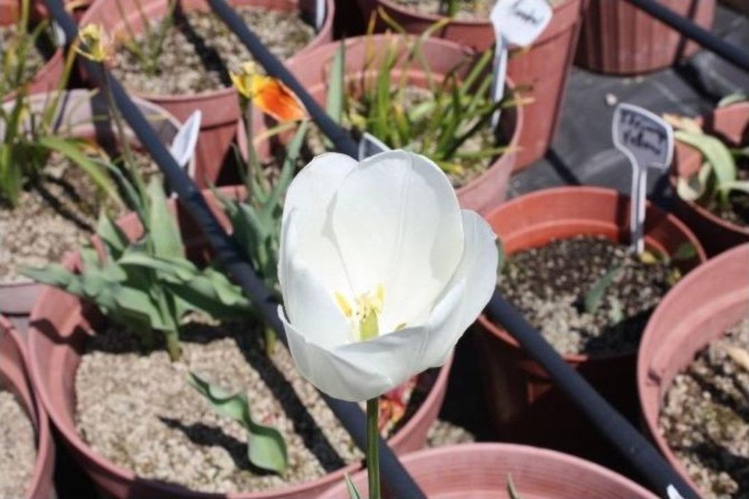 T&uuml;rkiye&rsquo;nin İlk Yerli Lale &Ccedil;eşitleri Yetiştirildi