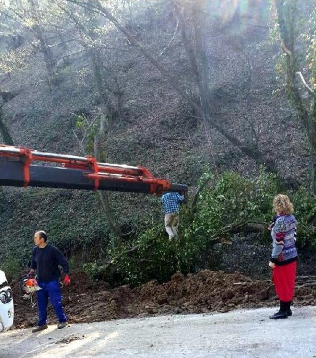 Devrilen Ağa&ccedil; Vin&ccedil;le Kaldırılıp Dikildi 2