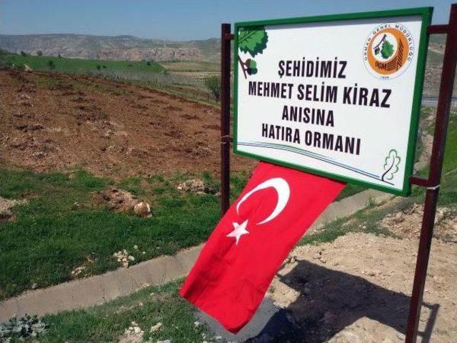 Şehit Savcı Kiraz Anısına Memleketi Siirt te Hatıra Ormanı 2