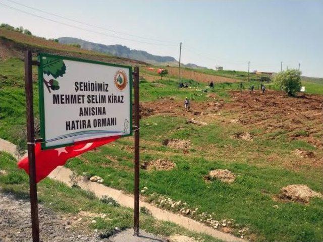 Şehit Savcı Kiraz Anısına Memleketi Siirt te Hatıra Ormanı 3