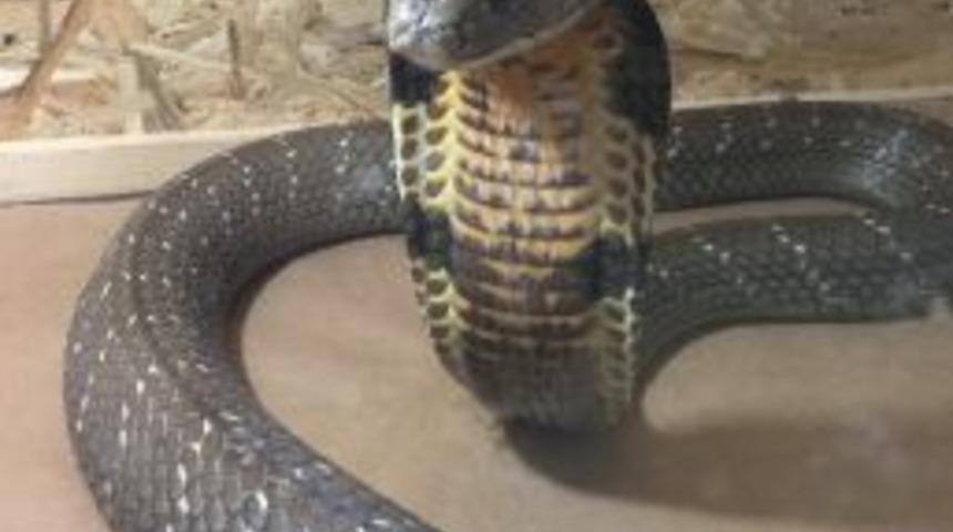 Şehrin Merkezinde Kobralarla Maceraya Yolculuk