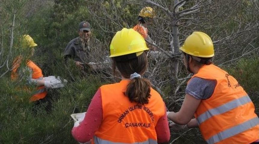 Terminat&ouml;r B&ouml;cekler Savaşacak, Doğa Kazanacak